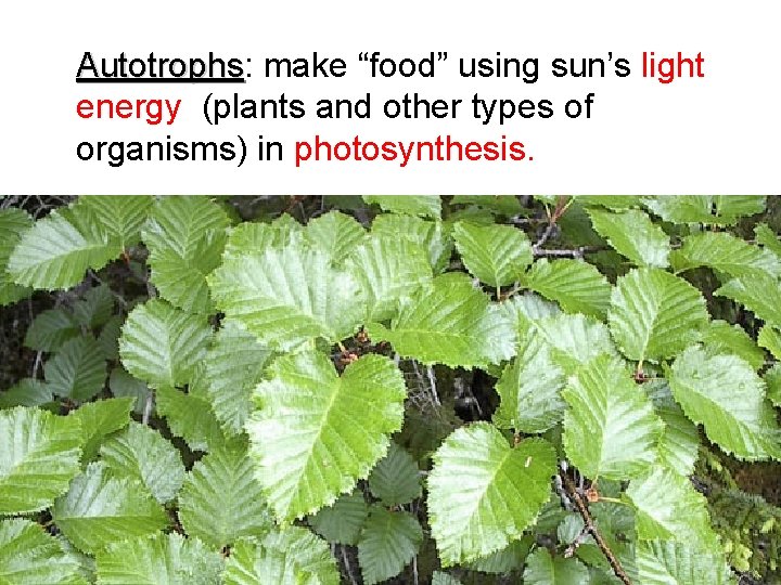 Autotrophs: make “food” using sun’s light Autotrophs energy (plants and other types of organisms)