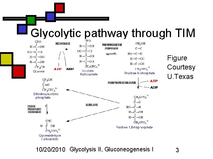 Glycolytic pathway through TIM Figure Courtesy U. Texas 10/20/2010 Glycolysis II, Gluconeogenesis I 3