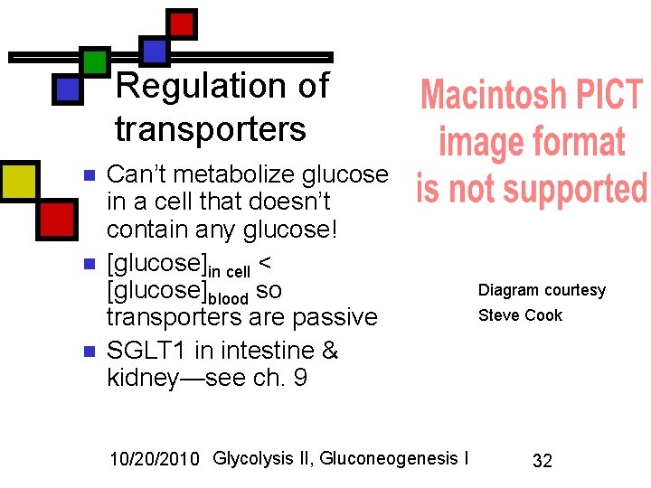 Regulation of transporters n n n Can’t metabolize glucose in a cell that doesn’t