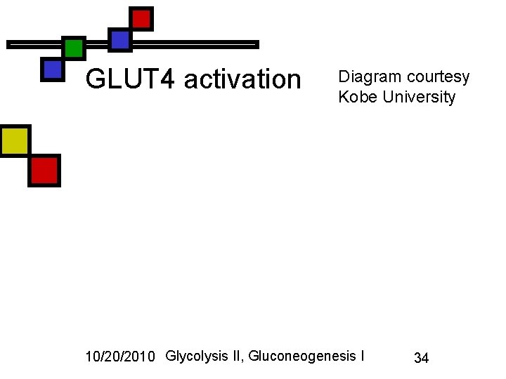 GLUT 4 activation Diagram courtesy Kobe University 10/20/2010 Glycolysis II, Gluconeogenesis I 34 