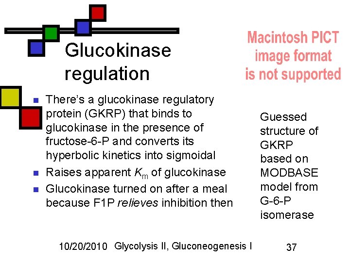 Glucokinase regulation n There’s a glucokinase regulatory protein (GKRP) that binds to glucokinase in