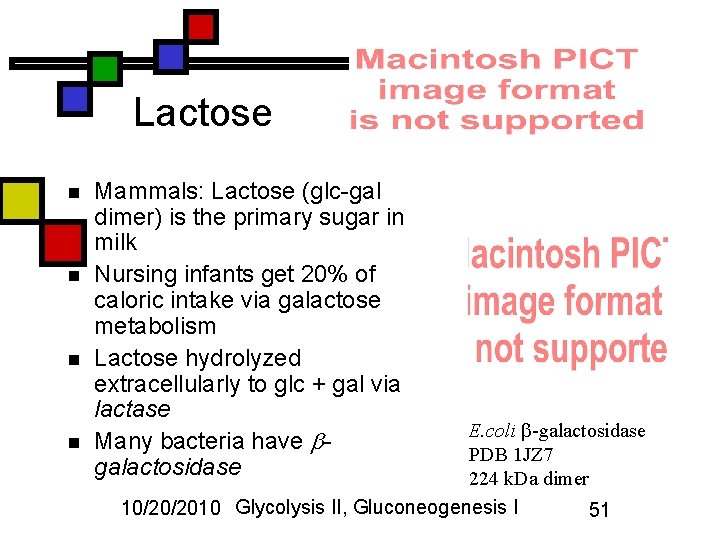 Lactose n n Mammals: Lactose (glc-gal dimer) is the primary sugar in milk Nursing