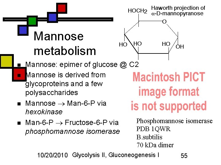 Mannose metabolism n n Mannose: epimer of glucose @ C 2 Mannose is derived