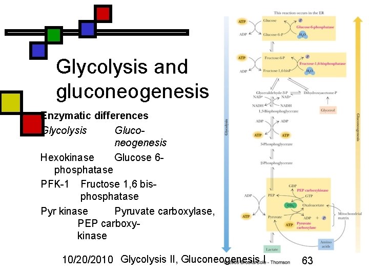 Glycolysis and gluconeogenesis Enzymatic differences Glycolysis Gluconeogenesis Hexokinase Glucose 6 phosphatase PFK-1 Fructose 1,