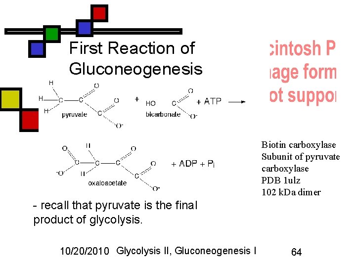 First Reaction of Gluconeogenesis Biotin carboxylase Subunit of pyruvate carboxylase PDB 1 ulz 102