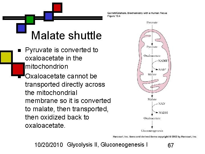 Malate shuttle n n Pyruvate is converted to oxaloacetate in the mitochondrion Oxaloacetate cannot