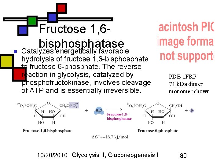 n Fructose 1, 6 bisphosphatase Catalyzes energetically favorable hydrolysis of fructose 1, 6 -bisphosphate