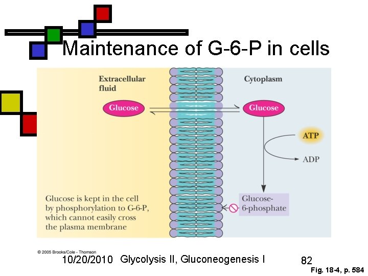 Maintenance of G-6 -P in cells 10/20/2010 Glycolysis II, Gluconeogenesis I 82 Fig. 18