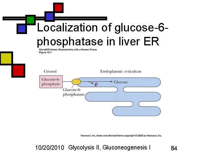 Localization of glucose-6 phosphatase in liver ER 10/20/2010 Glycolysis II, Gluconeogenesis I 84 