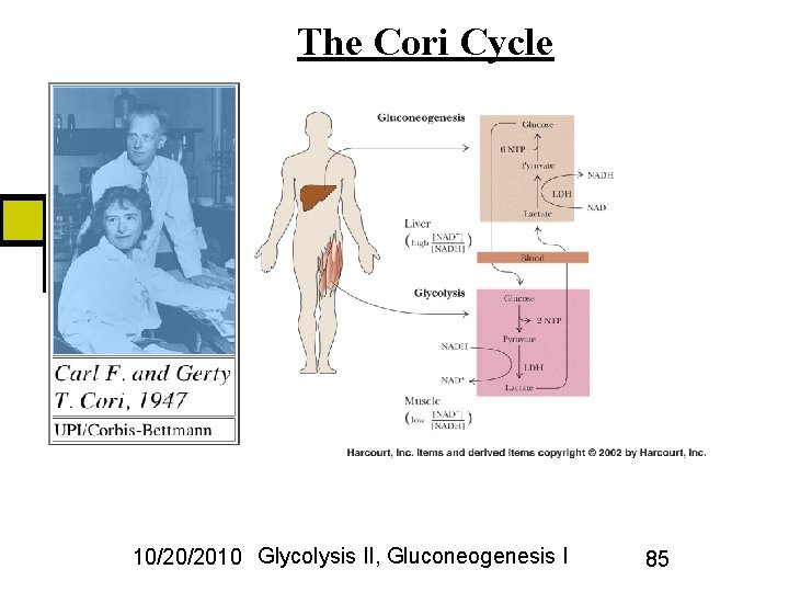 The Cori Cycle 10/20/2010 Glycolysis II, Gluconeogenesis I 85 
