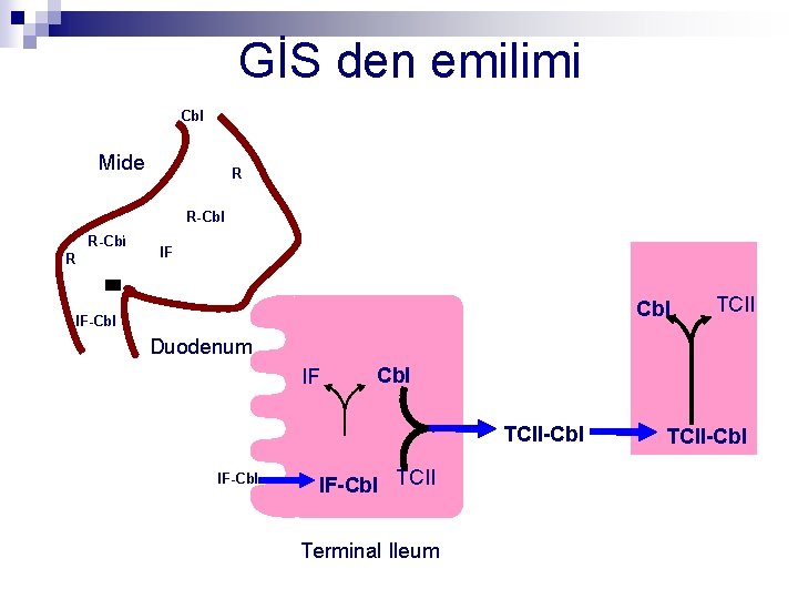 GİS den emilimi Cbl Mide R R-Cbl R IF Cbl IF-Cbl TCII Duodenum IF