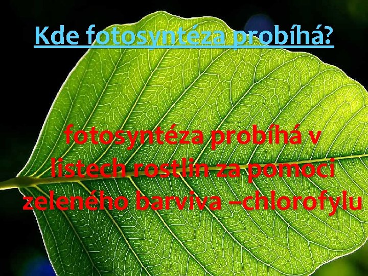 Kde fotosyntéza probíhá? fotosyntéza probíhá v listech rostlin za pomoci zeleného barviva –chlorofylu 