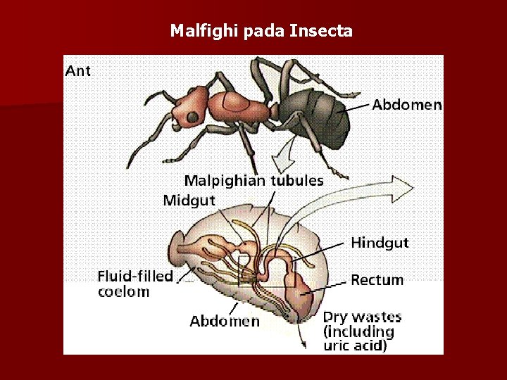 Malfighi pada Insecta 