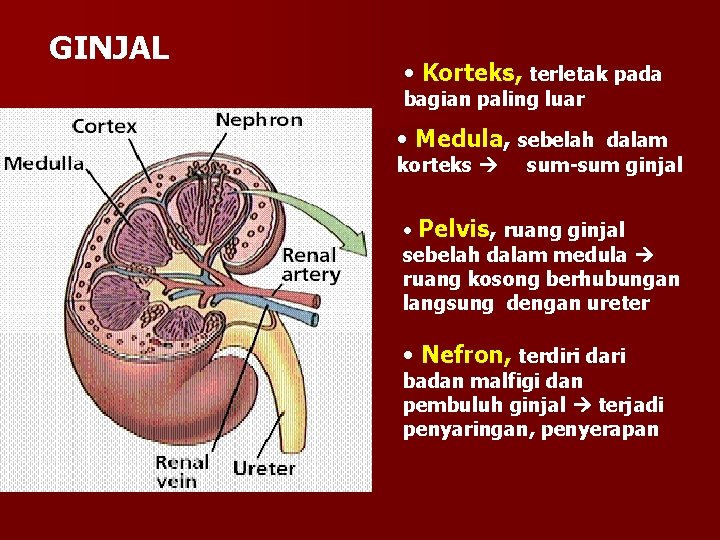 GINJAL • Korteks, terletak pada bagian paling luar • Medula, sebelah dalam korteks sum-sum
