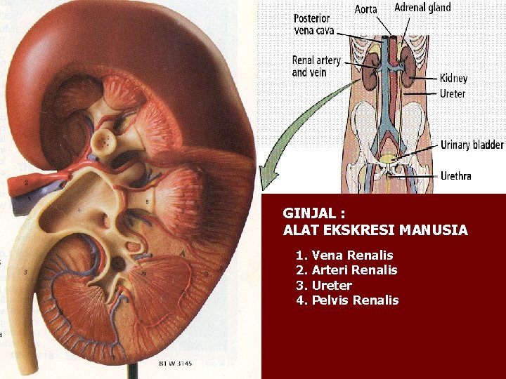 GINJAL : ALAT EKSKRESI MANUSIA 1. Vena Renalis 2. Arteri Renalis 3. Ureter 4.