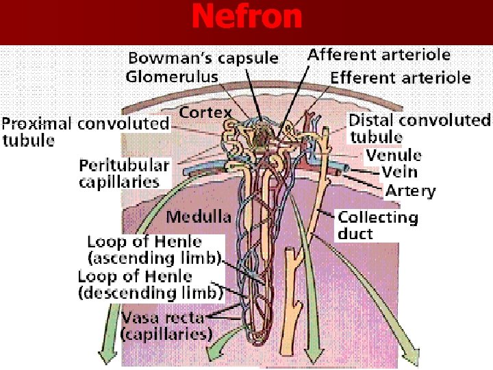 Nefron 