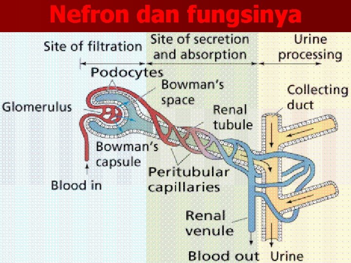 Nefron dan fungsinya 