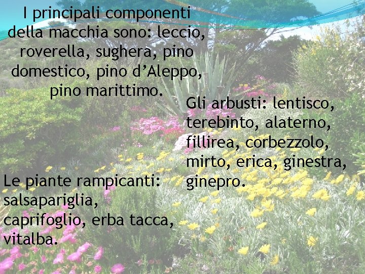 I principali componenti della macchia sono: leccio, roverella, sughera, pino domestico, pino d’Aleppo, pino