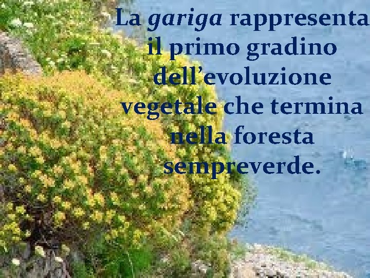 La gariga rappresenta il primo gradino dell’evoluzione vegetale che termina nella foresta sempreverde. 