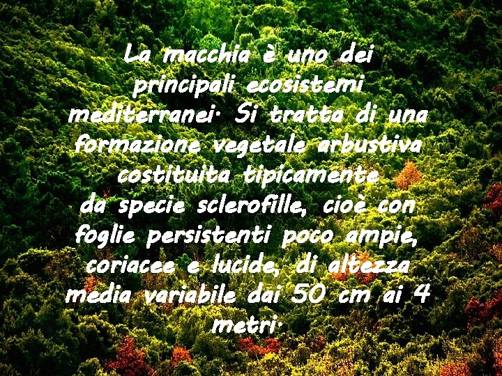 La macchia è uno dei principali ecosistemi mediterranei. Si tratta di una formazione vegetale