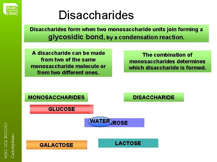 Disaccharides form when two monosaccharide units join forming a glycosidic bond, by a condensation