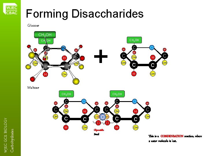 Forming Disaccharides Glucose CH 2 OH H C C H OH OH O H