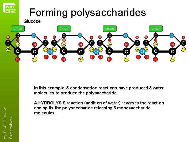 Forming polysaccharides Glucose CH 2 OH O C OH H C C H OH