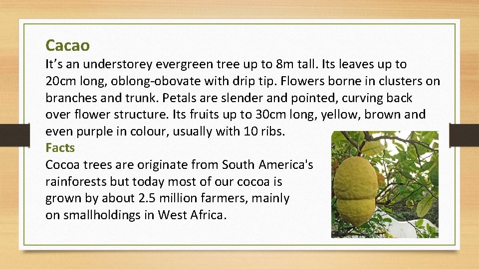Cacao It’s an understorey evergreen tree up to 8 m tall. Its leaves up
