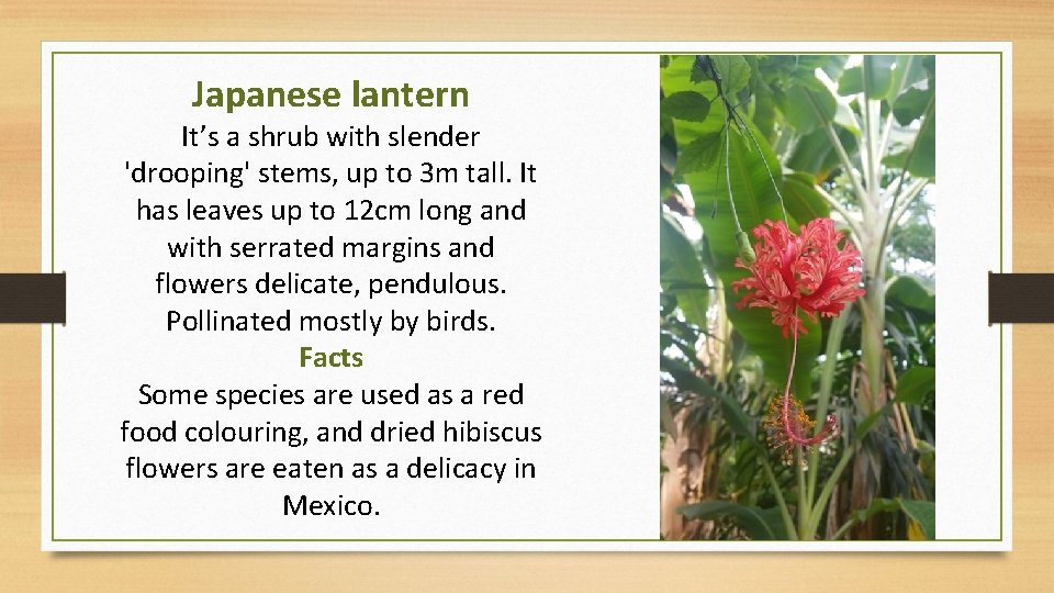 Japanese lantern It’s a shrub with slender 'drooping' stems, up to 3 m tall.