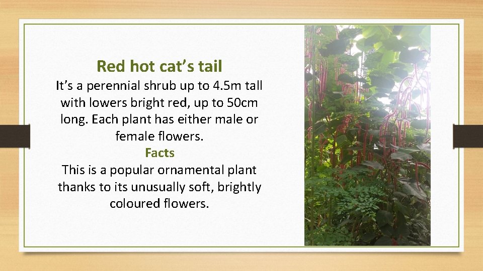 Red hot cat’s tail It’s a perennial shrub up to 4. 5 m tall