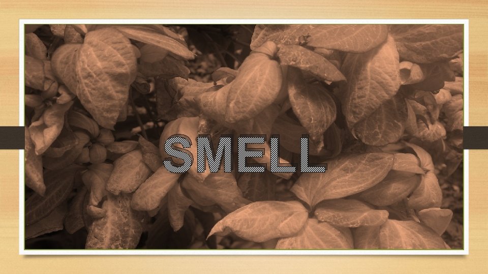 SMELL 