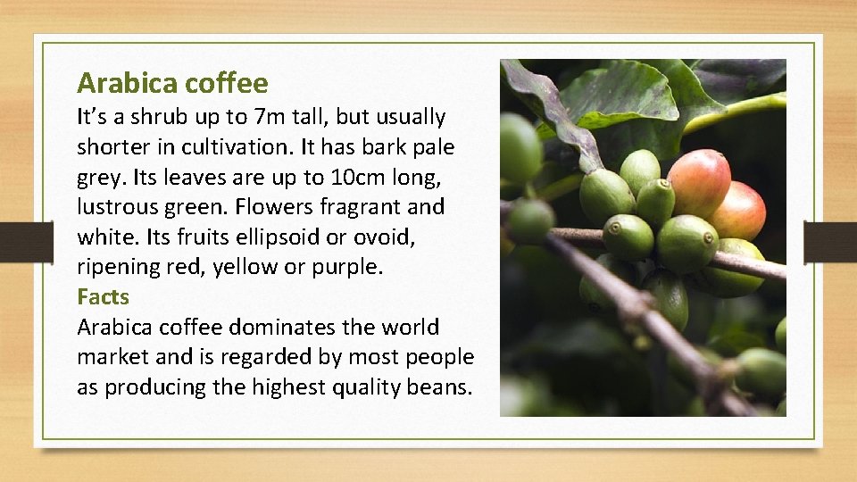 Arabica coffee It’s a shrub up to 7 m tall, but usually shorter in