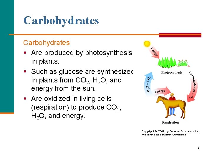 Carbohydrates § Are produced by photosynthesis in plants. § Such as glucose are synthesized