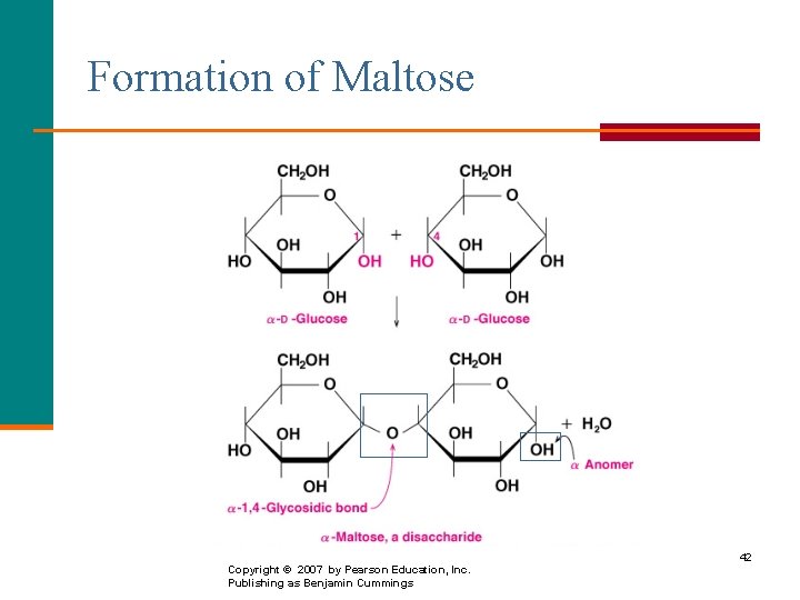 Formation of Maltose Copyright © 2007 by Pearson Education, Inc. Publishing as Benjamin Cummings