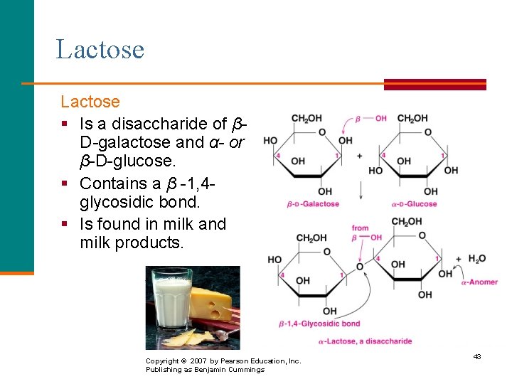 Lactose § Is a disaccharide of βD-galactose and α- or β-D-glucose. § Contains a