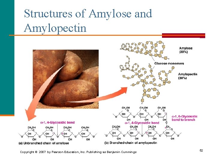 Structures of Amylose and Amylopectin Copyright © 2007 by Pearson Education, Inc. Publishing as