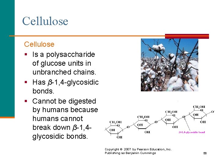 Cellulose § Is a polysaccharide of glucose units in unbranched chains. § Has β-1,