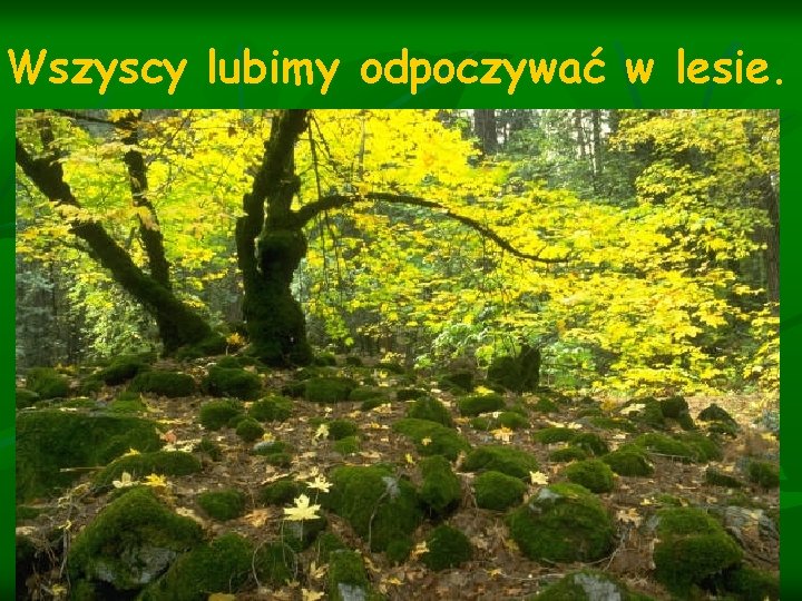 Wszyscy lubimy odpoczywać w lesie. 