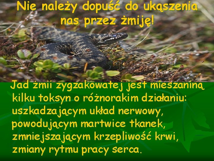 Nie należy dopuść do ukąszenia nas przez żmiję! Jad żmii zygzakowatej jest mieszaniną kilku