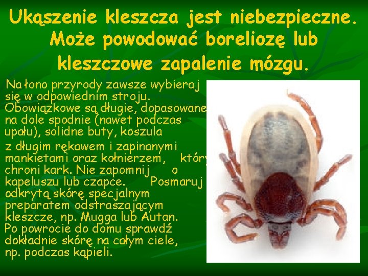 Ukąszenie kleszcza jest niebezpieczne. Może powodować boreliozę lub kleszczowe zapalenie mózgu. Na łono przyrody