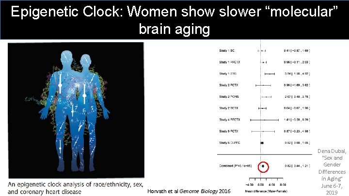 Epigenetic Clock: Women show slower “molecular” Goal: Improve Healthspan brain aging Horvath et al