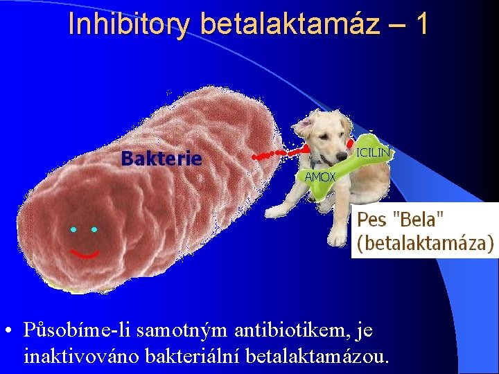 Inhibitory betalaktamáz – 1 • Působíme-li samotným antibiotikem, je inaktivováno bakteriální betalaktamázou. 