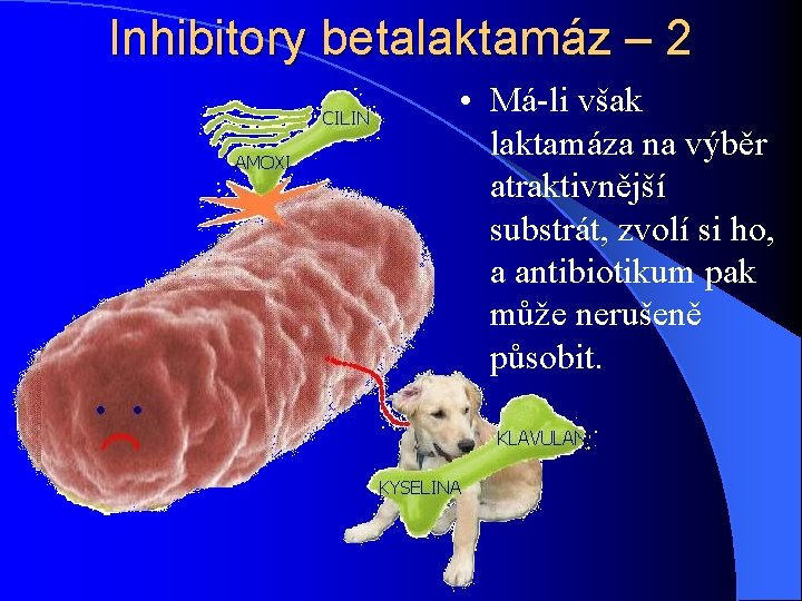 Inhibitory betalaktamáz – 2 • Má-li však laktamáza na výběr atraktivnější substrát, zvolí si