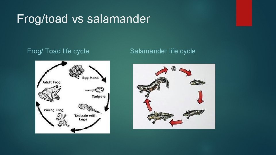 Frog/toad vs salamander Frog/ Toad life cycle Salamander life cycle 