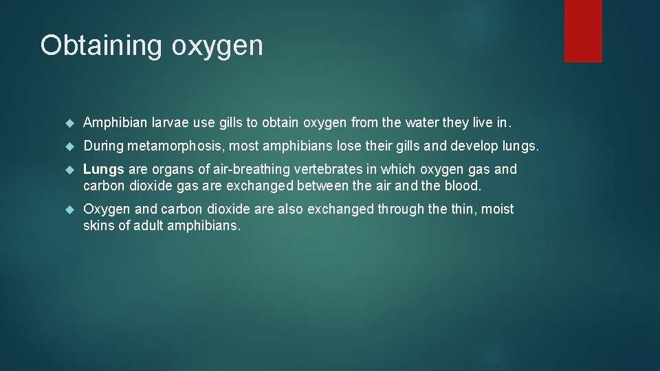 Obtaining oxygen Amphibian larvae use gills to obtain oxygen from the water they live