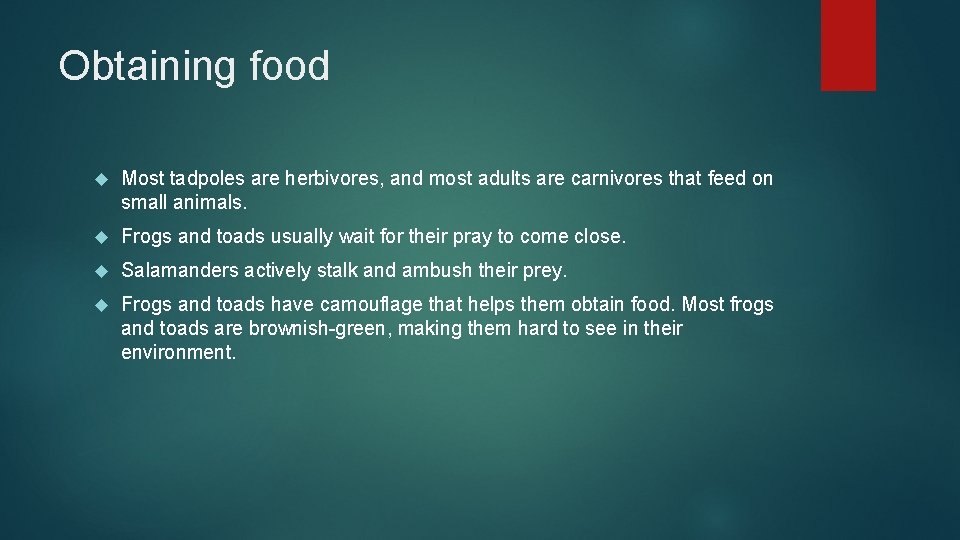 Obtaining food Most tadpoles are herbivores, and most adults are carnivores that feed on