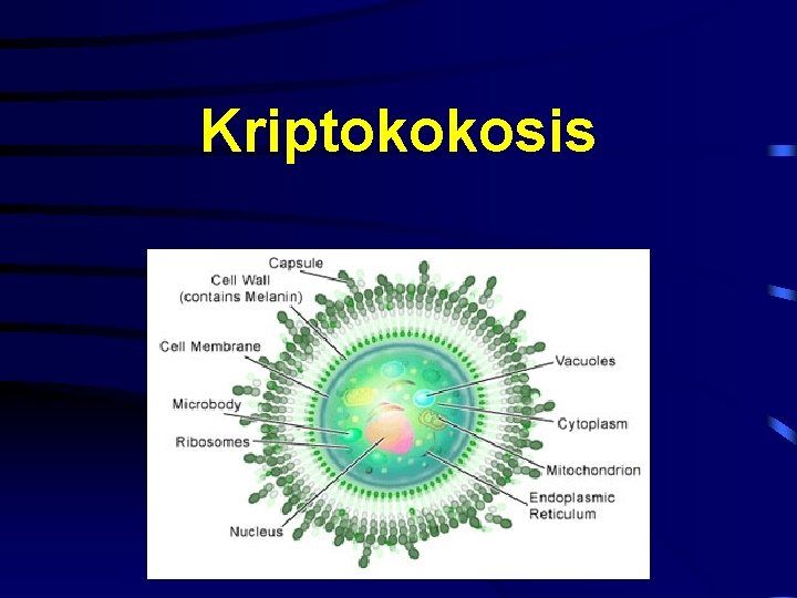 Kriptokokosis 