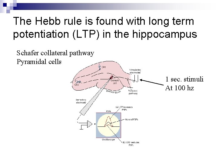 The Hebb rule is found with long term potentiation (LTP) in the hippocampus Schafer