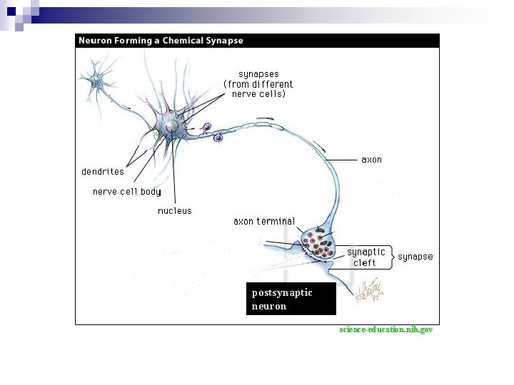 postsynaptic neuron science-education. nih. gov 