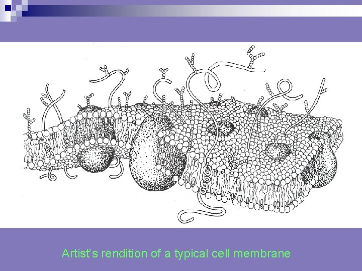 Artist’s rendition of a typical cell membrane 